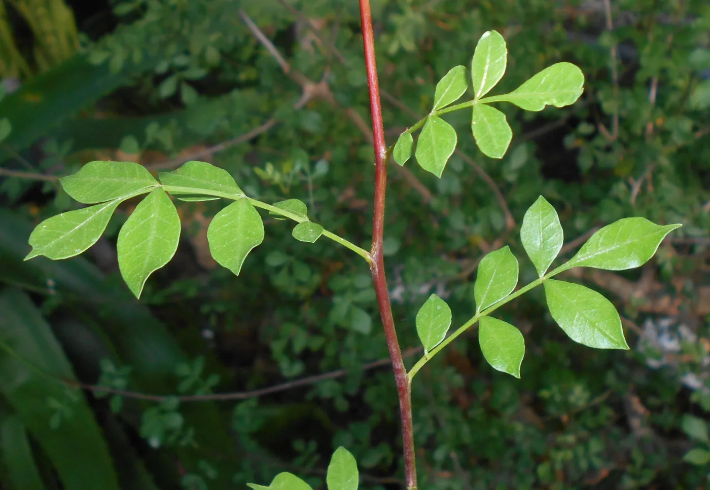 Myrrh leaves (commiphora abyssinica)