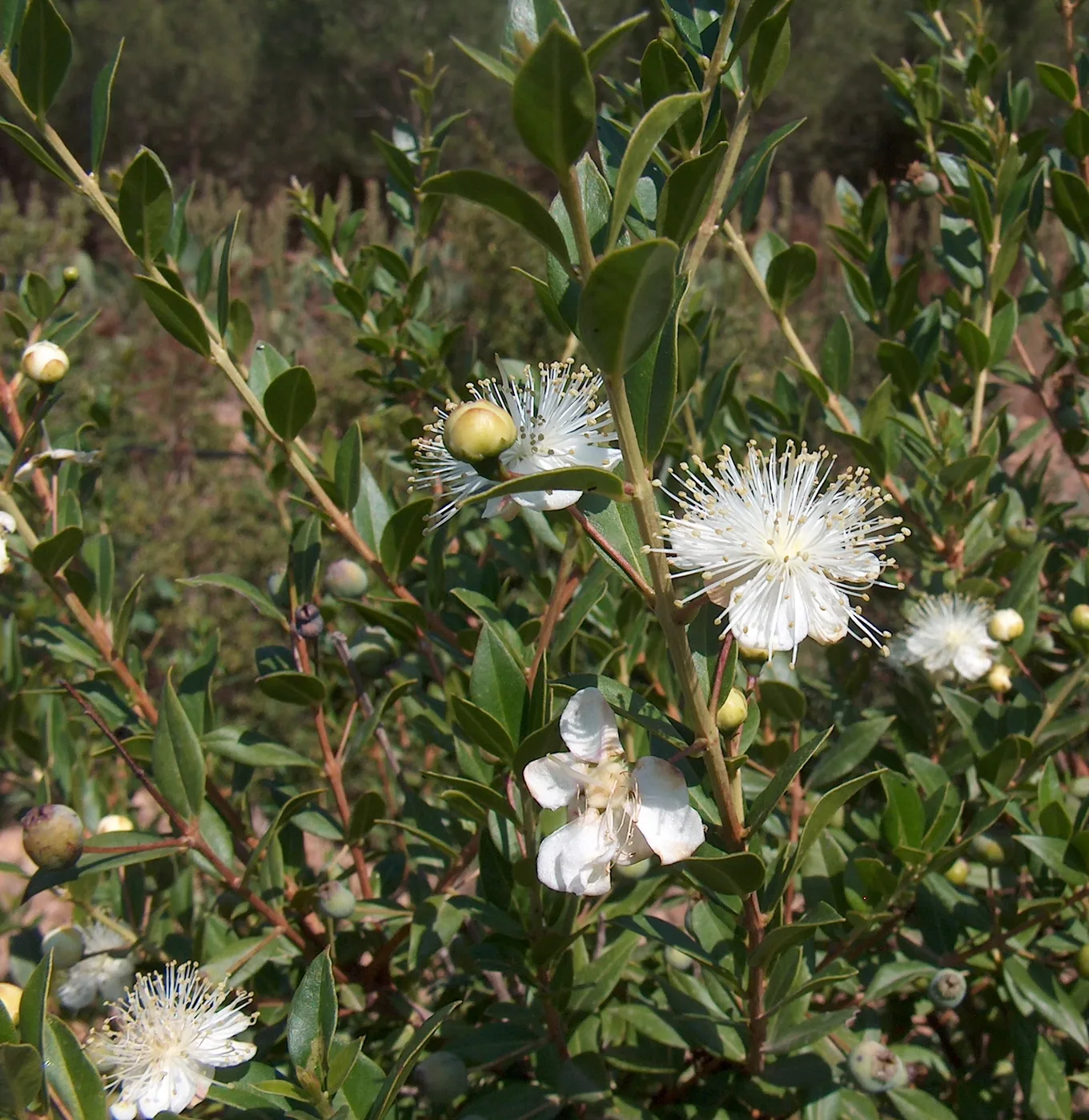 Myrtle