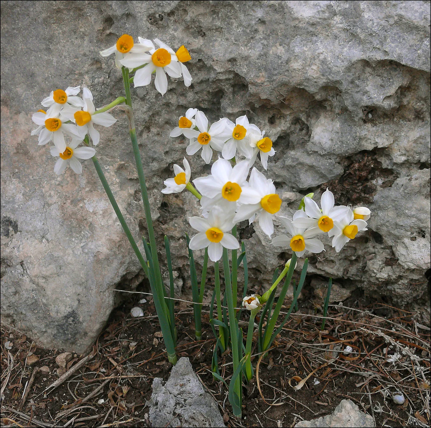 Narcissus