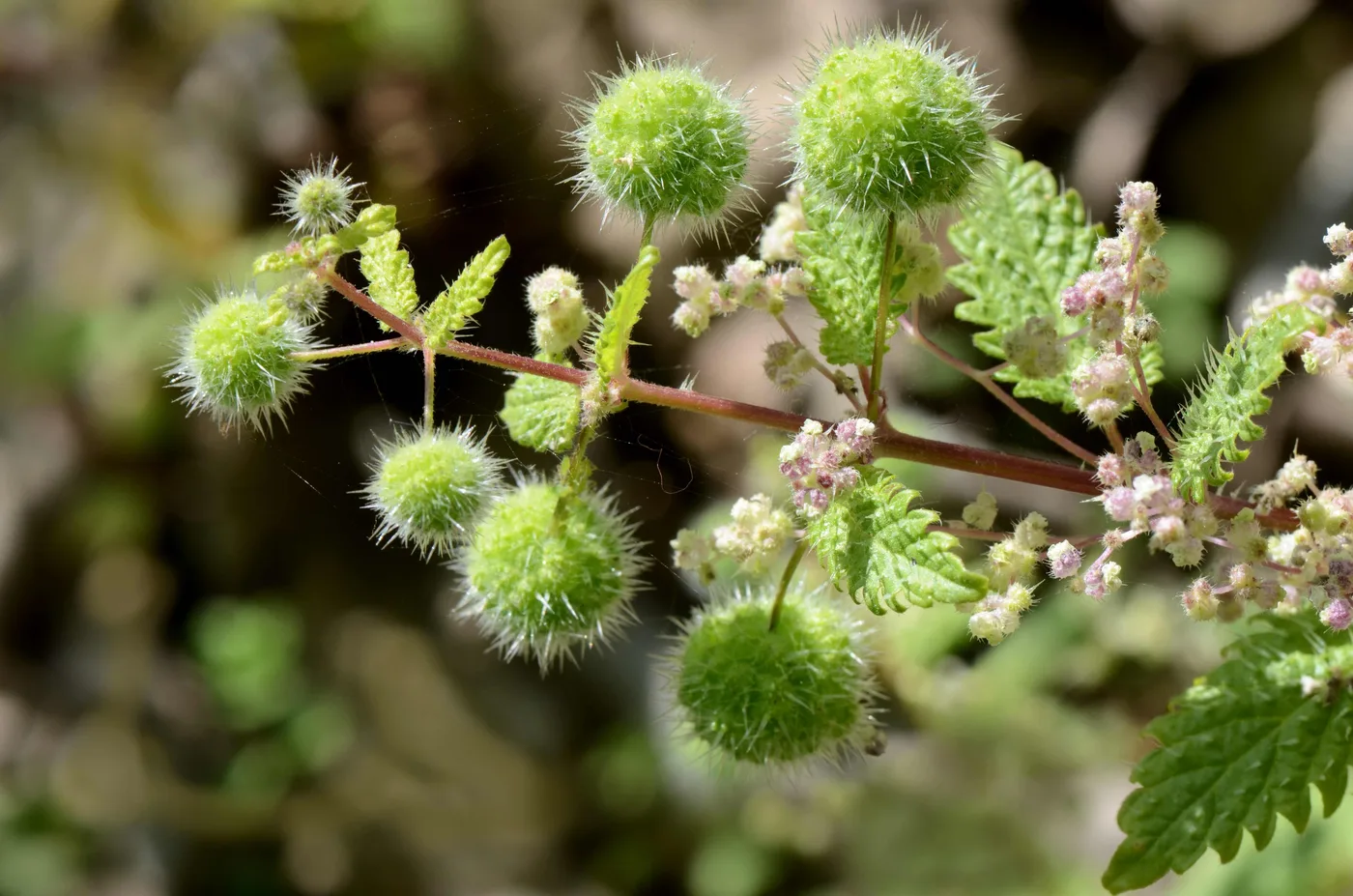 Little ball nettle