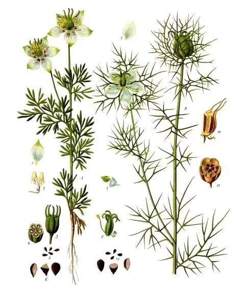 Nigella plants