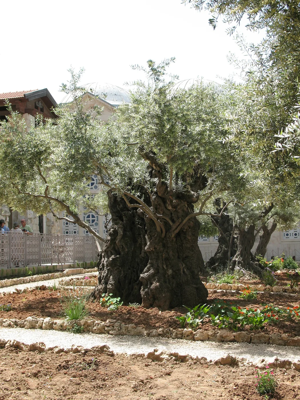 Olive tree, old