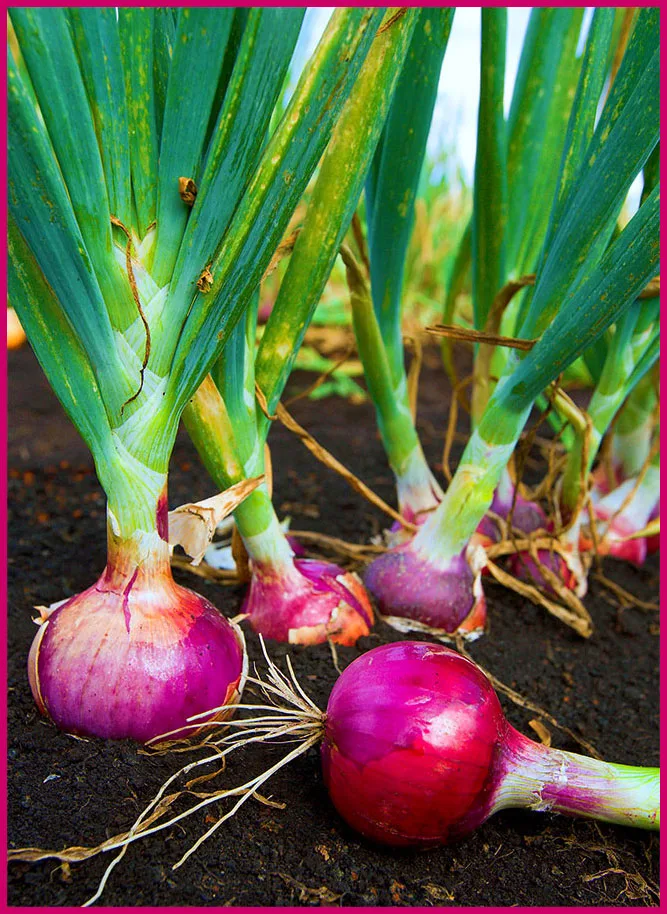 Onion plants