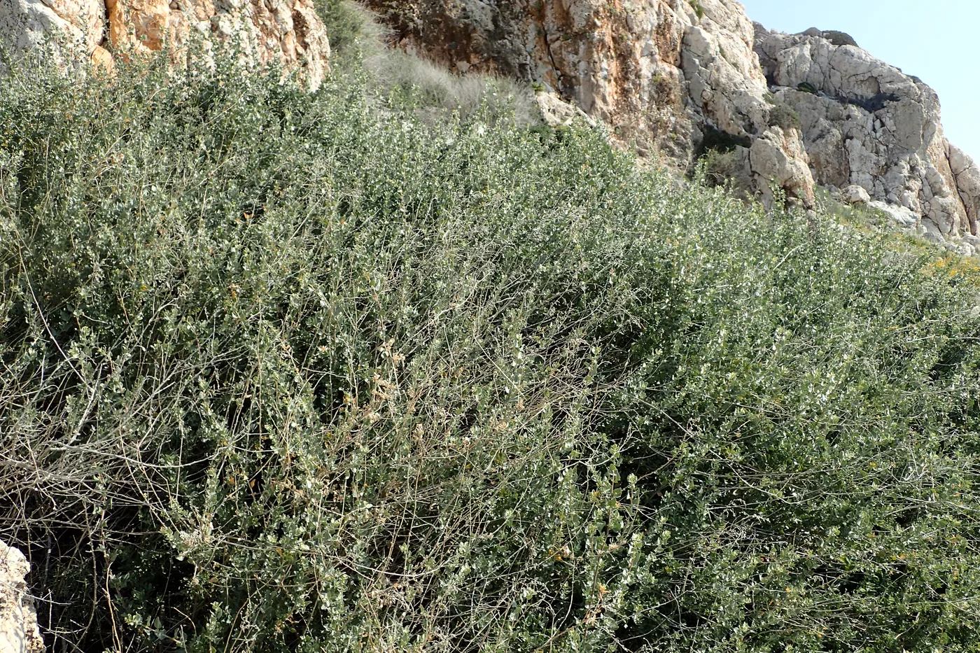 Shrubby orache