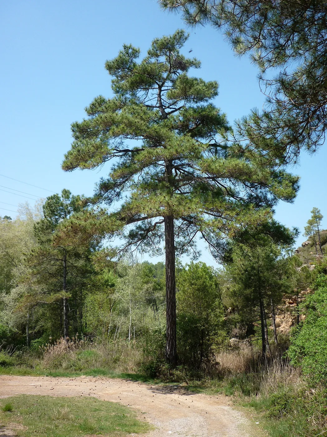 Aleppo pine