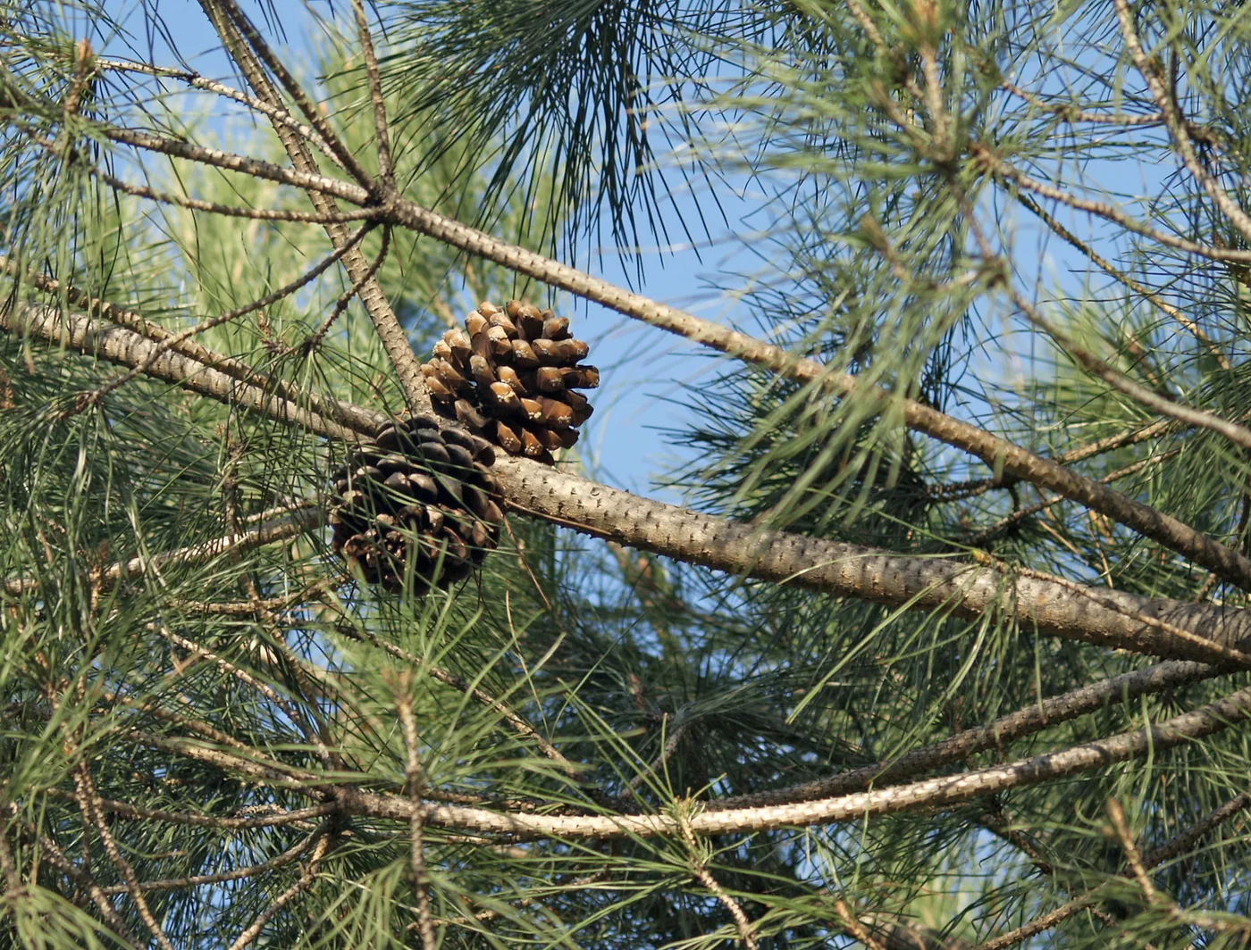 Stone pine (cone)