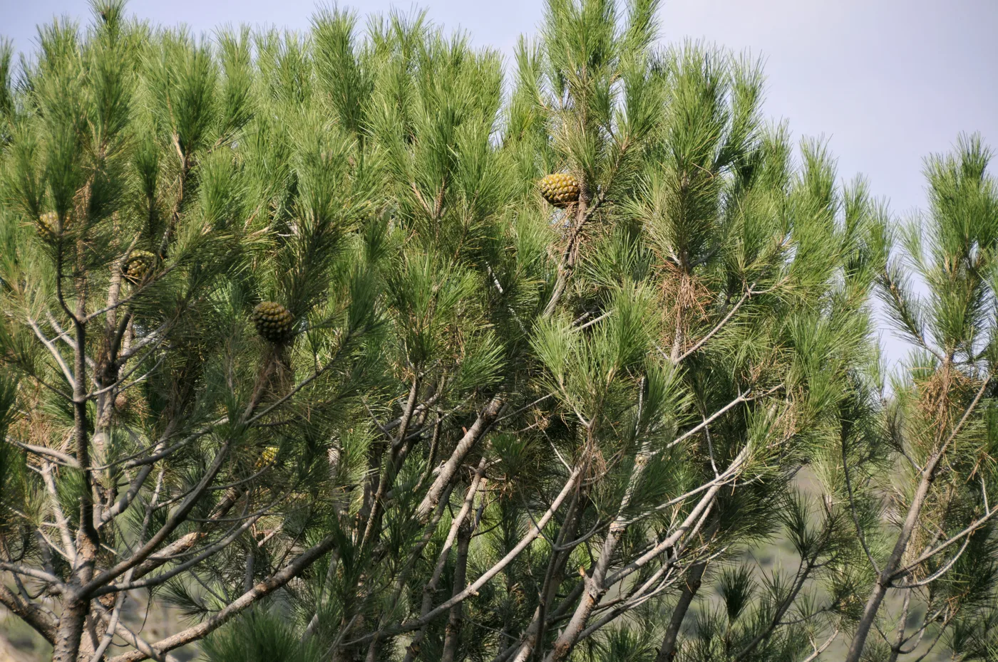Stone pine