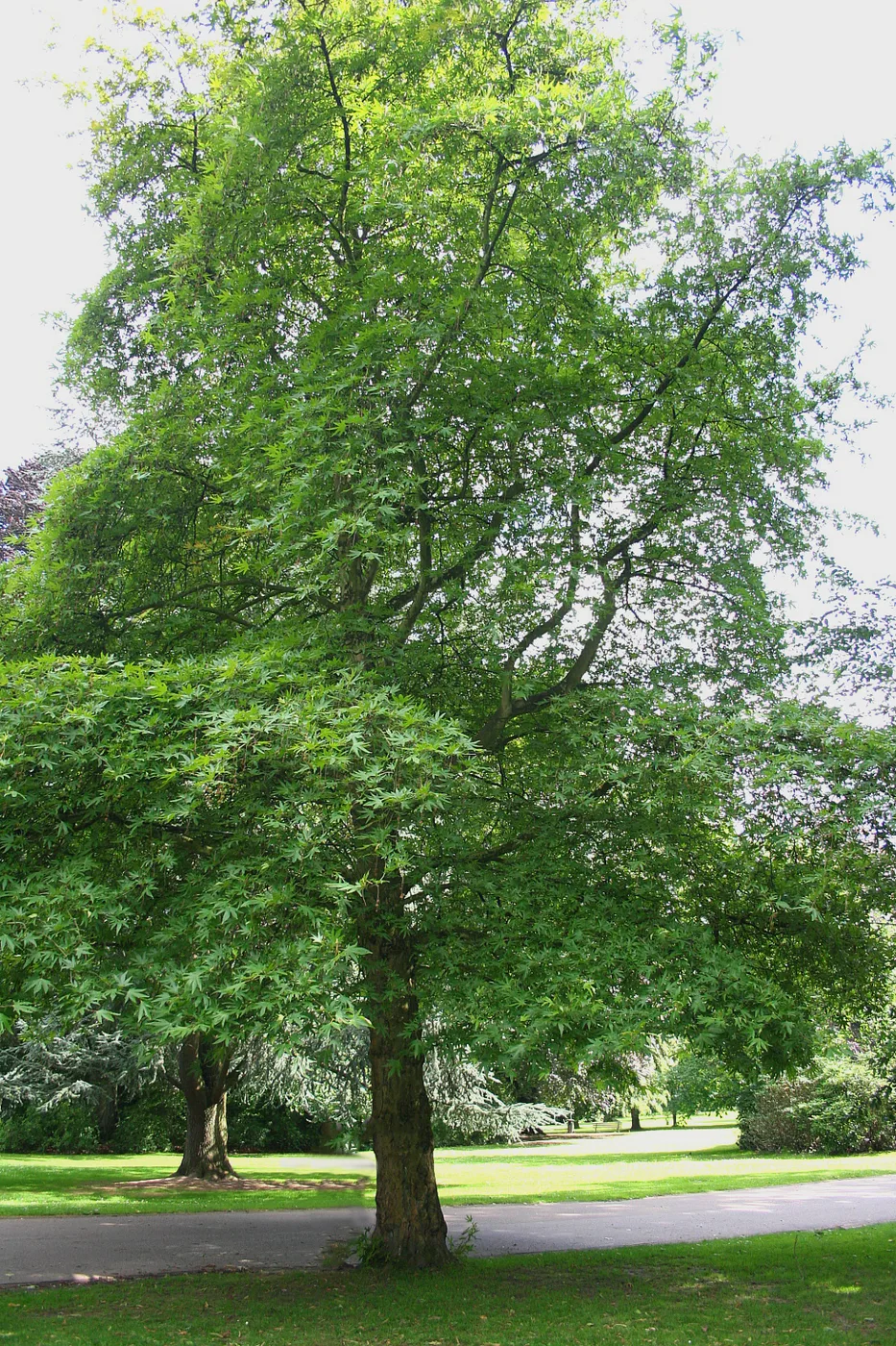 Plane tree