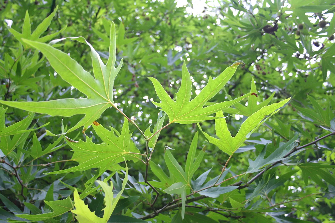 Plane tree leaves