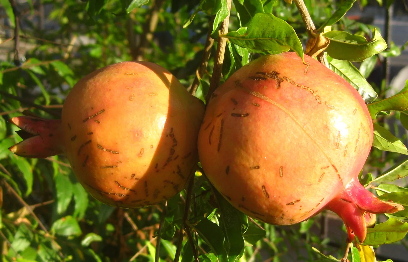 Pomegranate fruit