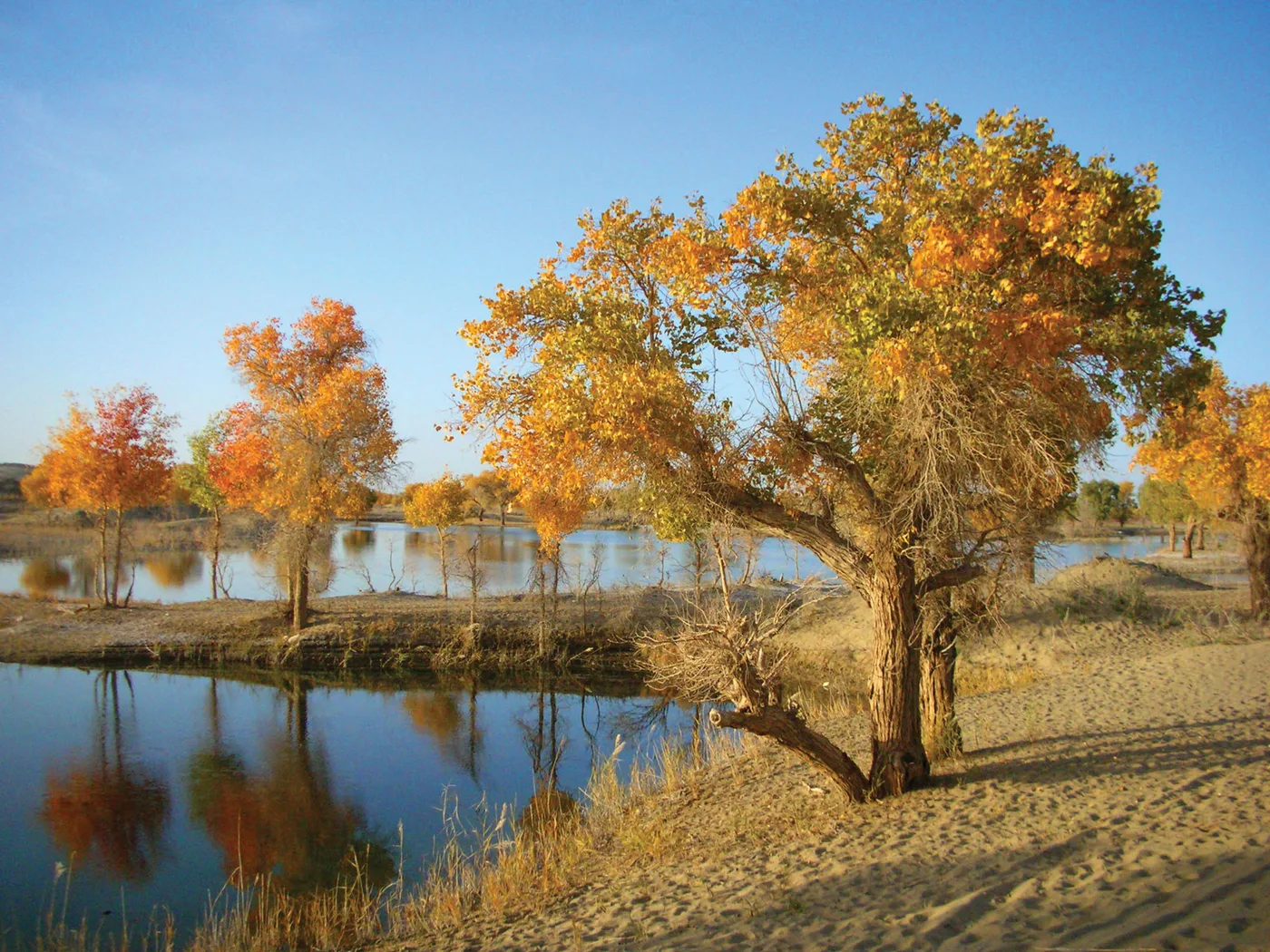 Euphrates poplar