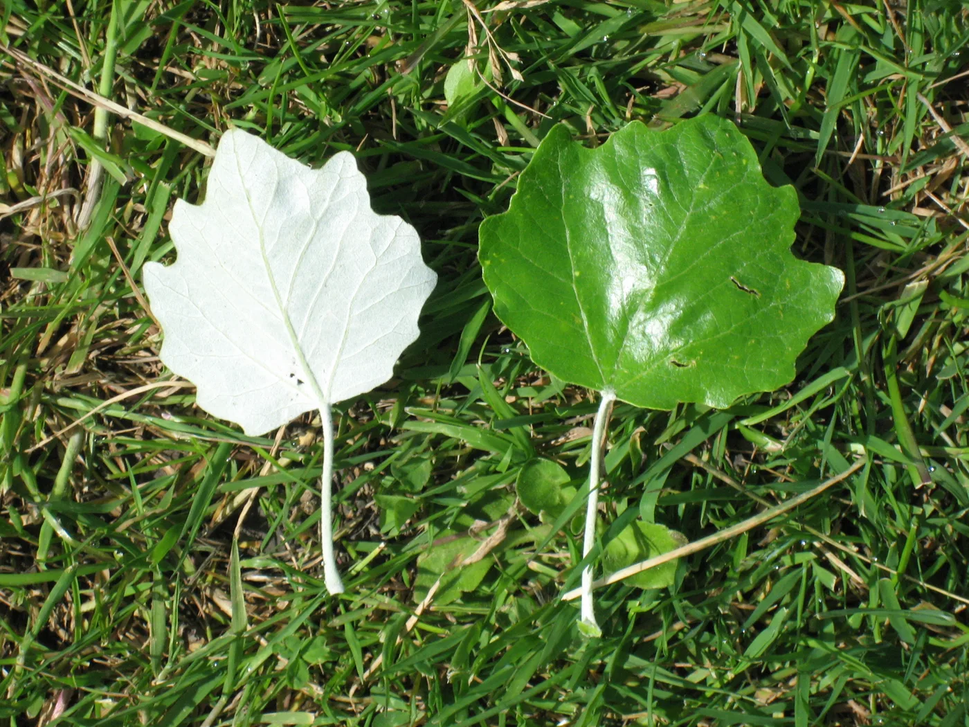 Poplar leaf