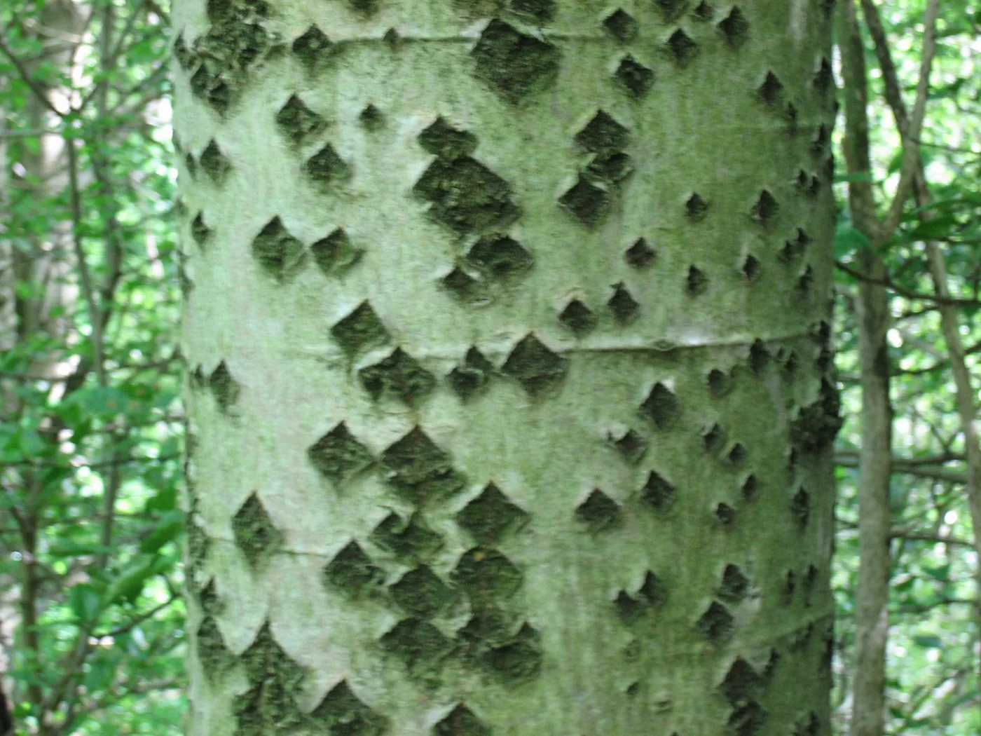 Poplar trunk