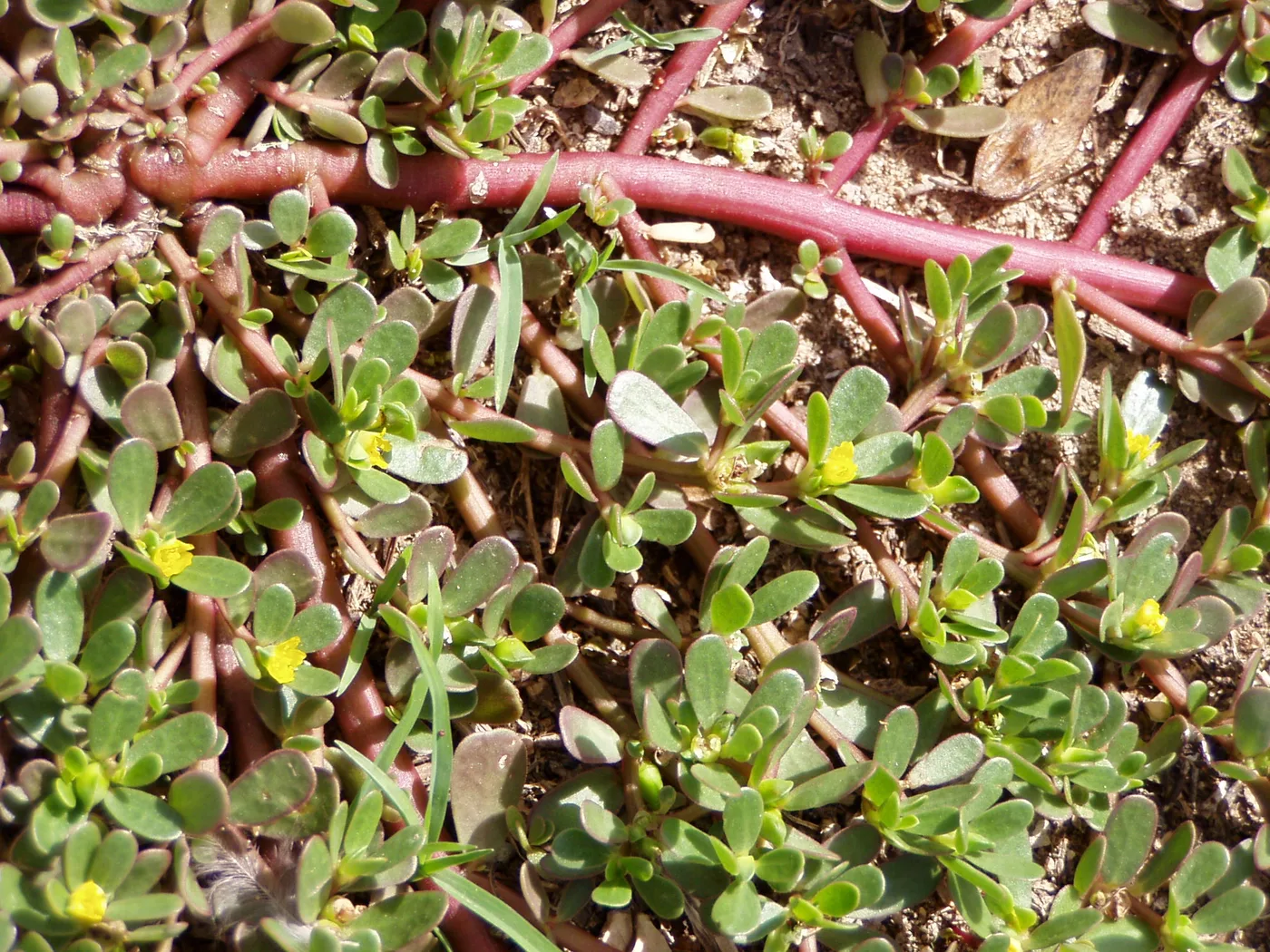 Common purslane