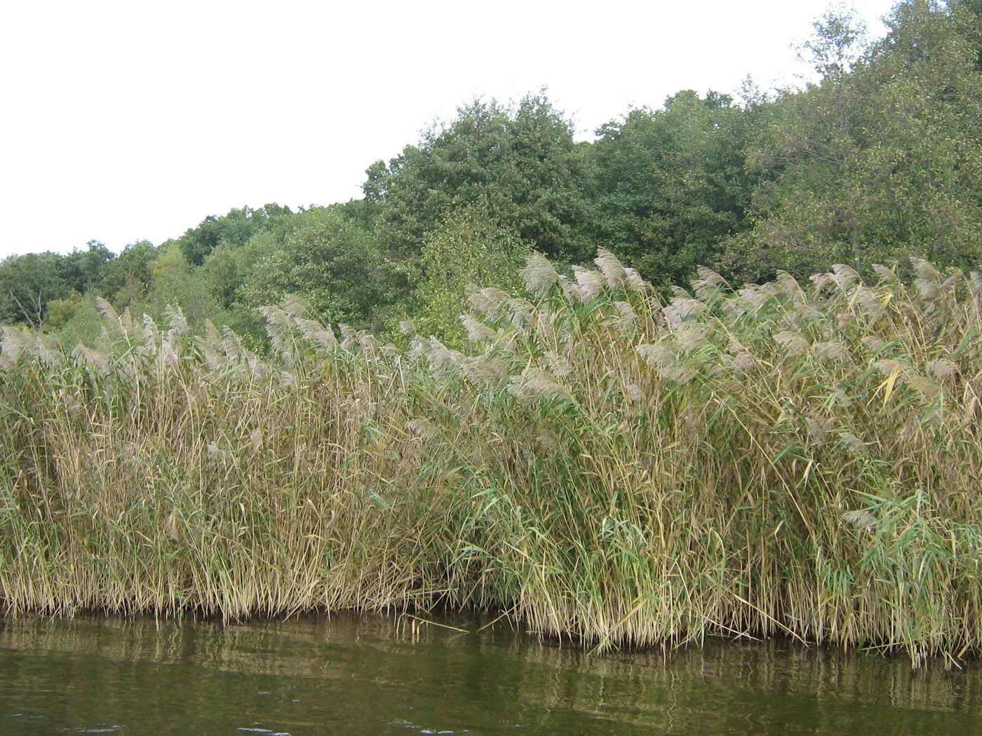Reed, common