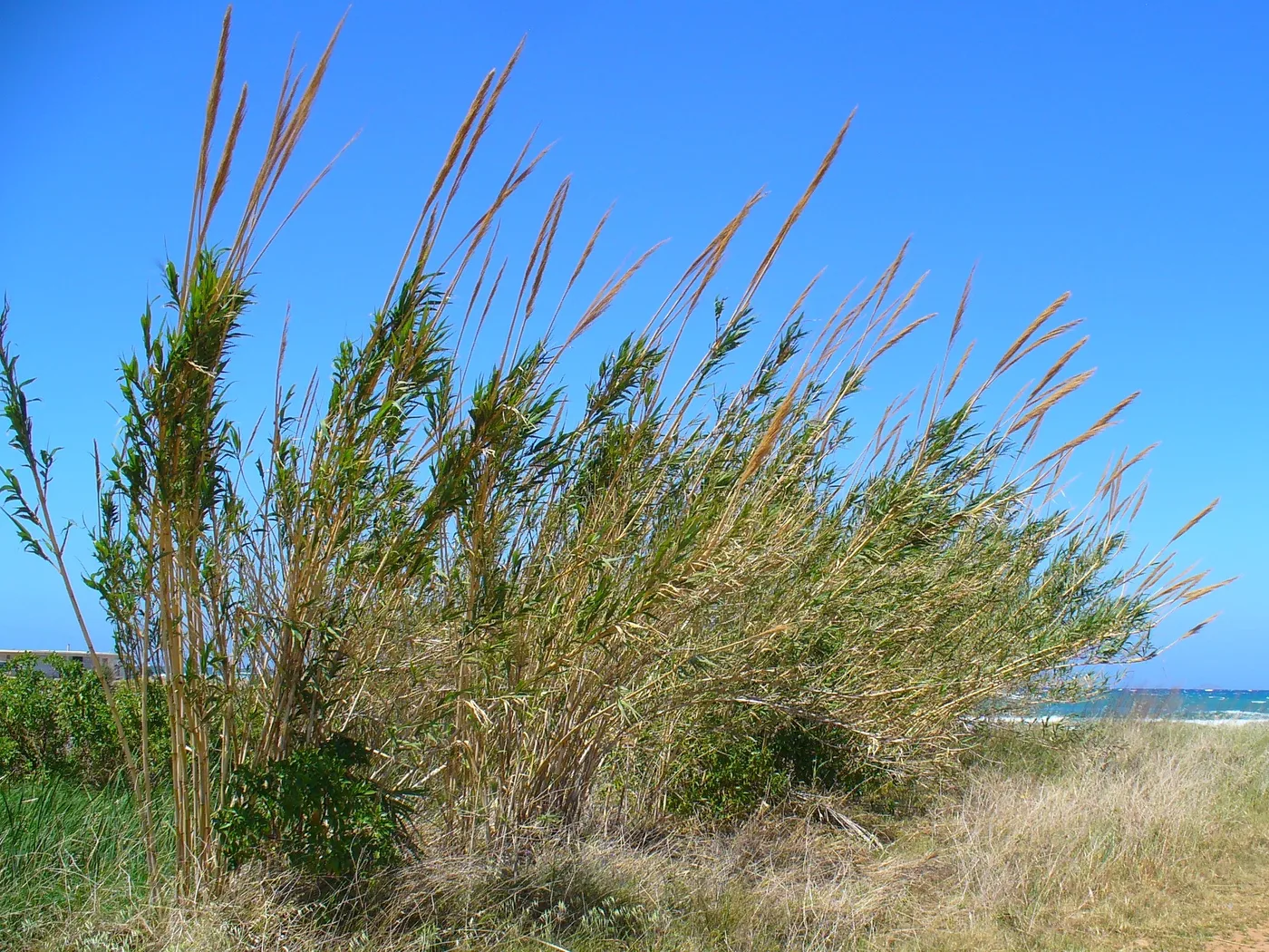 Reed, giant cluster