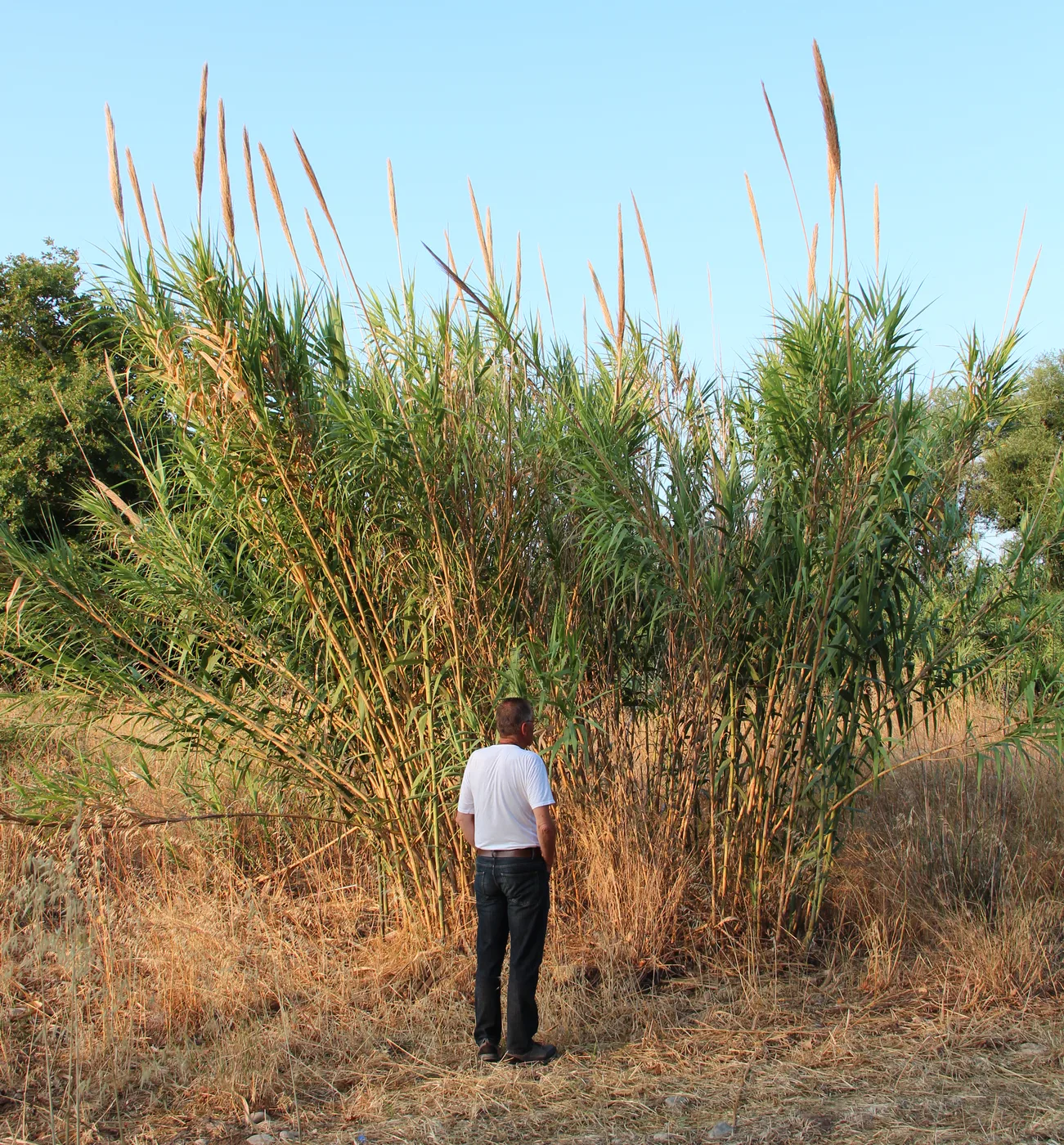Reed, giant stalk