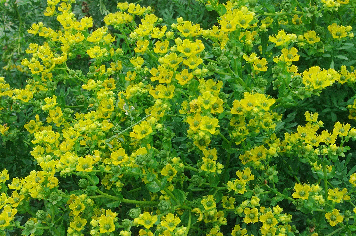 Rue flowers