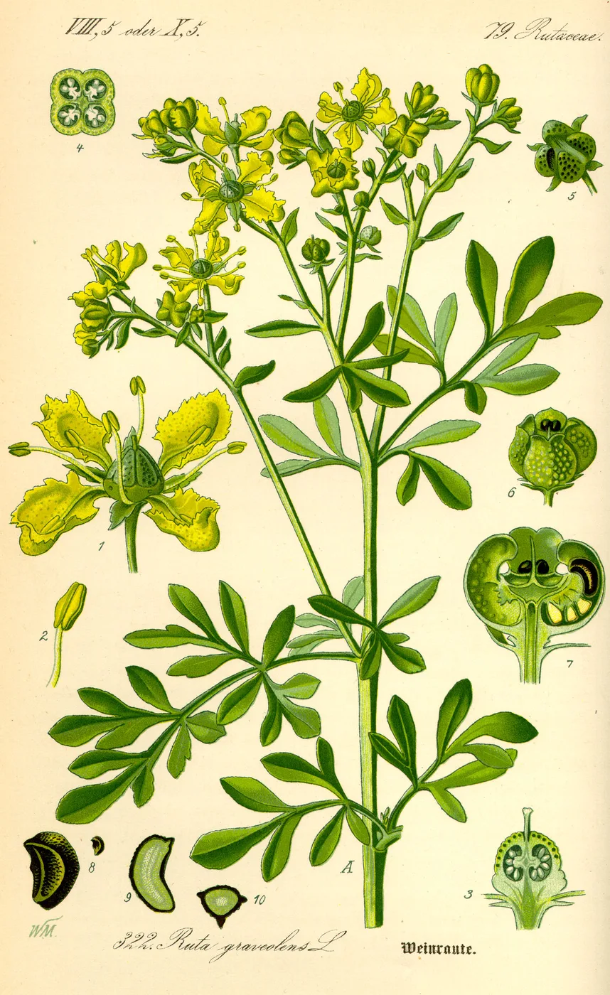 Rue plant
