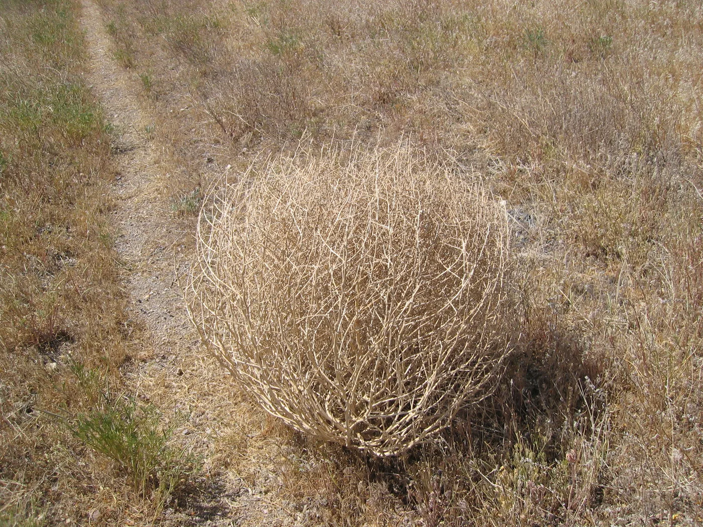 Salsola
