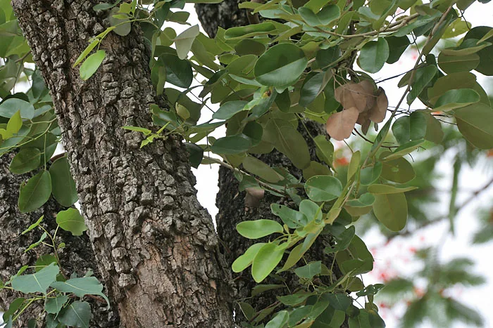 Sandalwood leaf