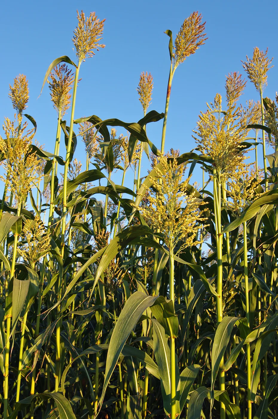 Sorghum (durra) (1)