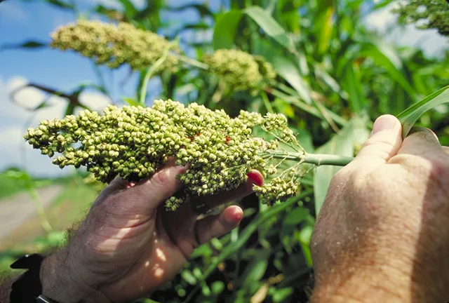 Sorghum head (2)