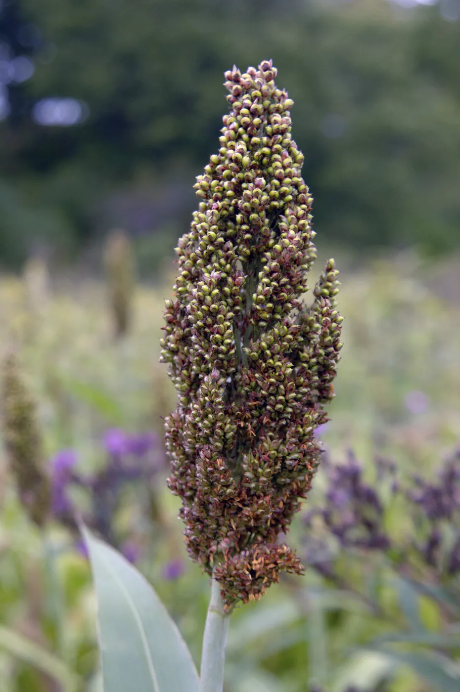 Sorghum head (3)