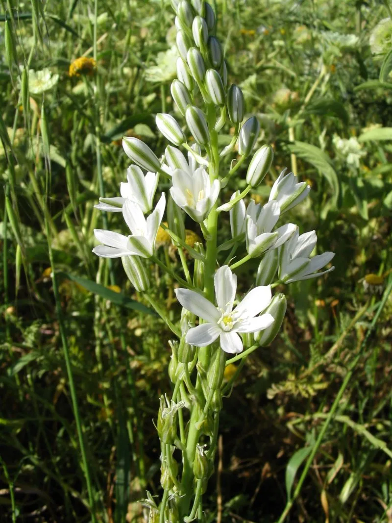 Star of Bethlehem plant