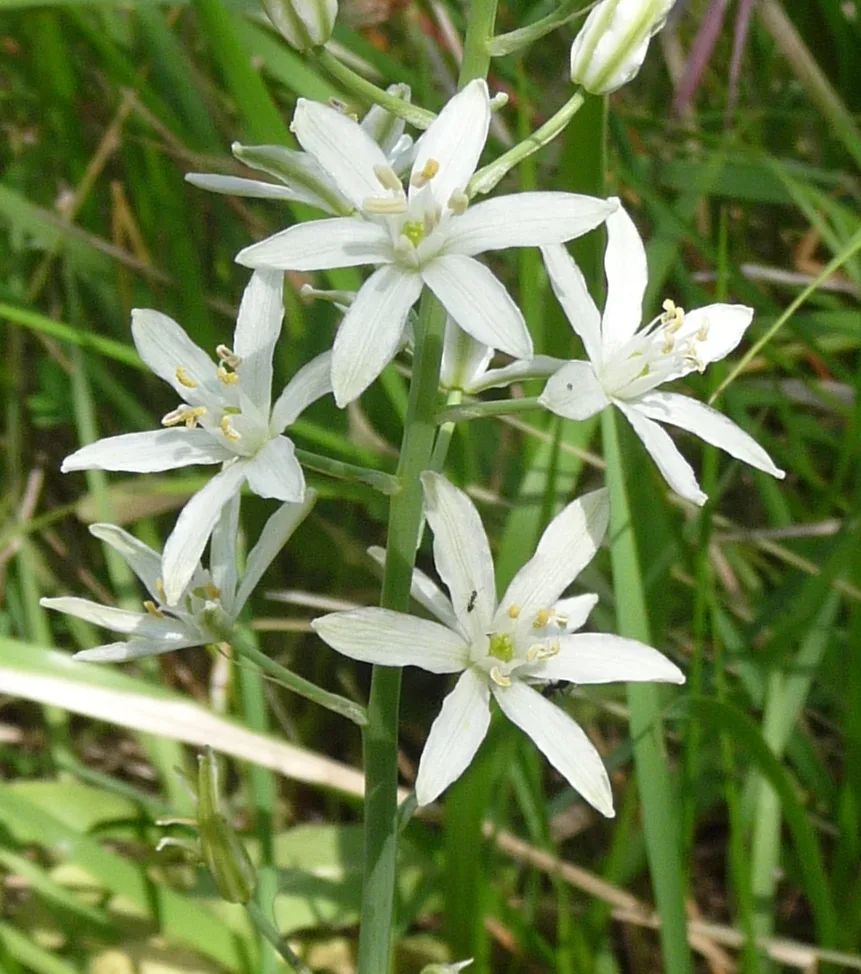 Star of Bethlehem
