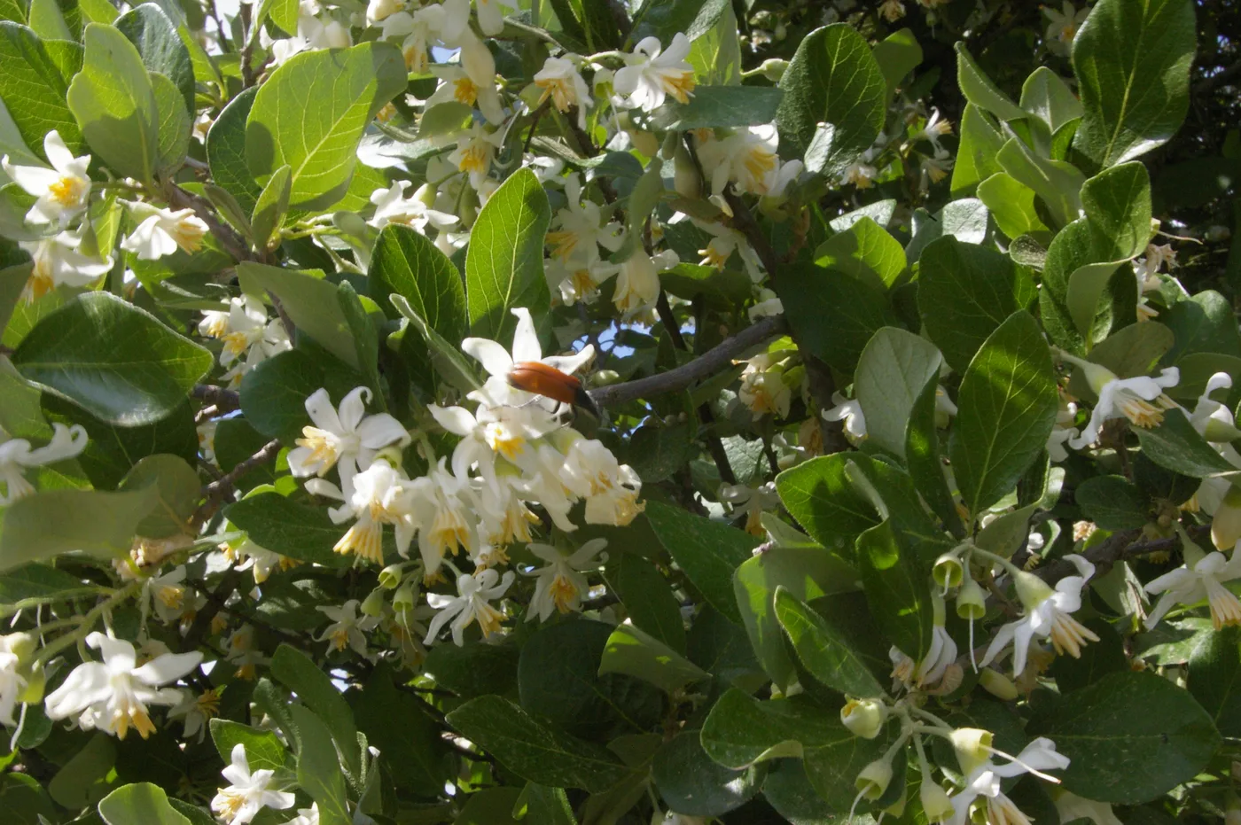 Styrax leaves, flowers