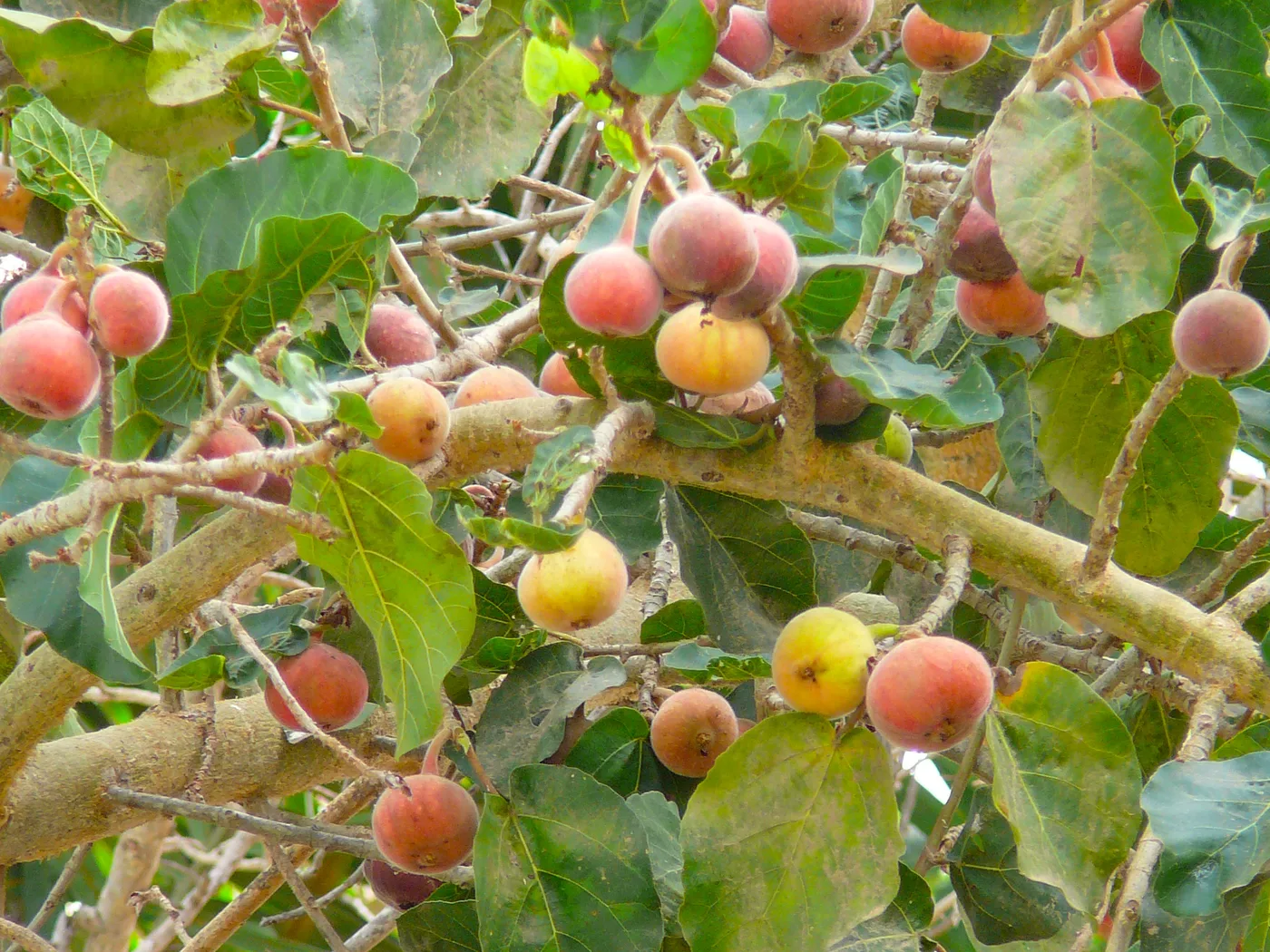 Sycomore fig, on tree