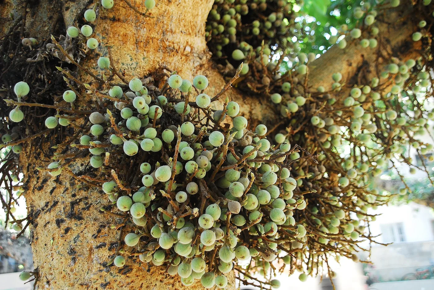 Sycomore fig, on tree