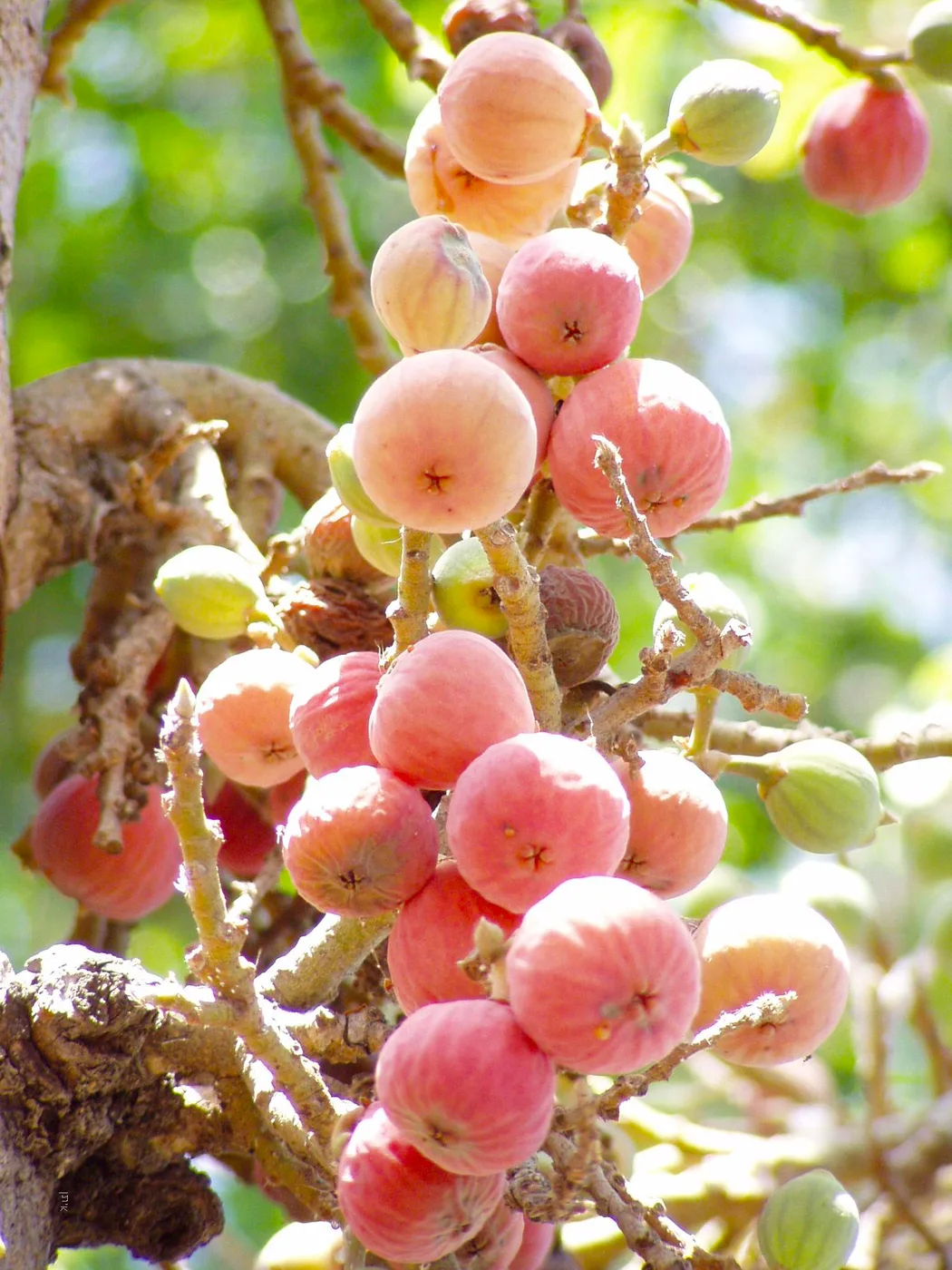 Sycomore fig ripe