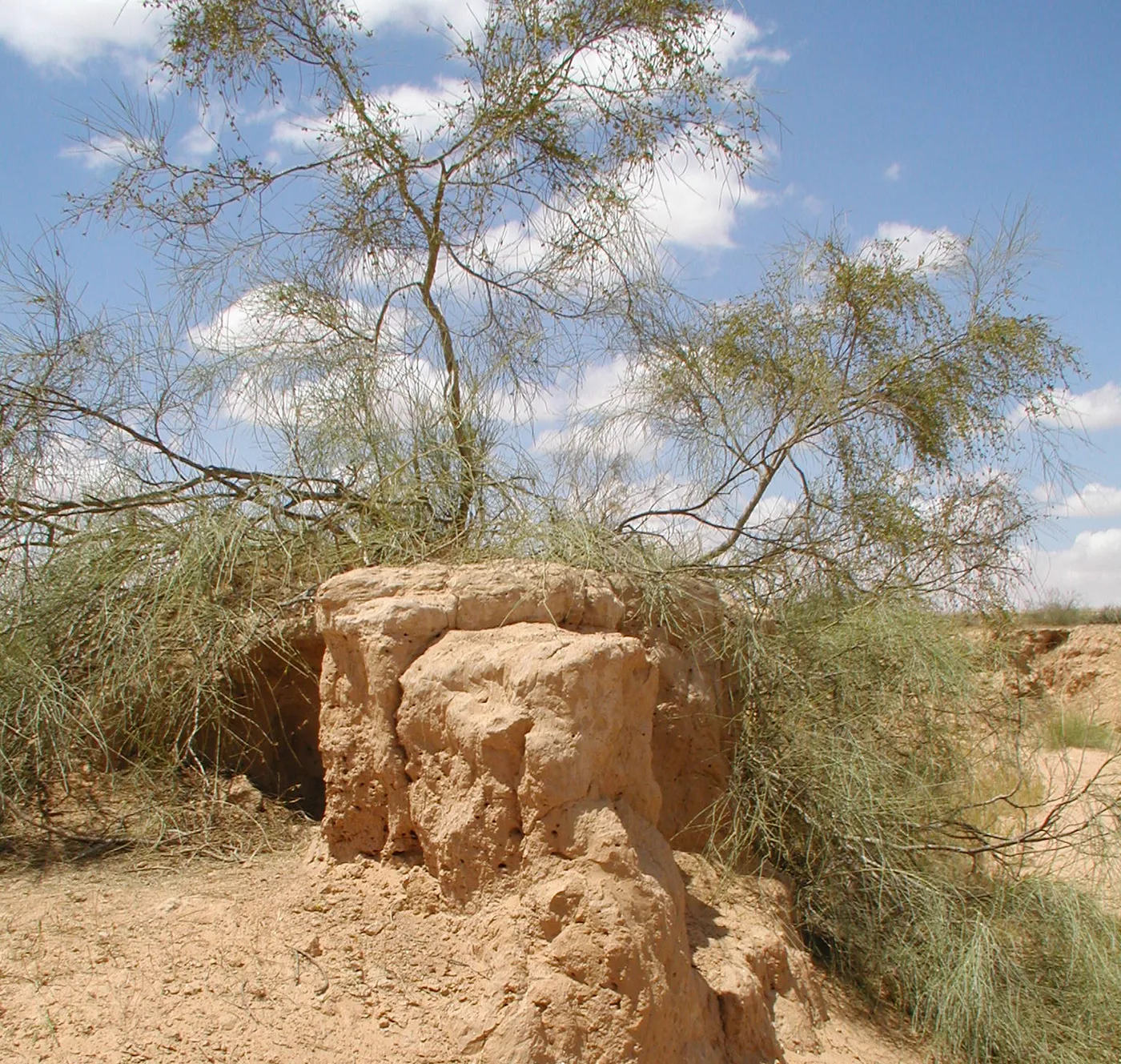 Leafless tamarisk