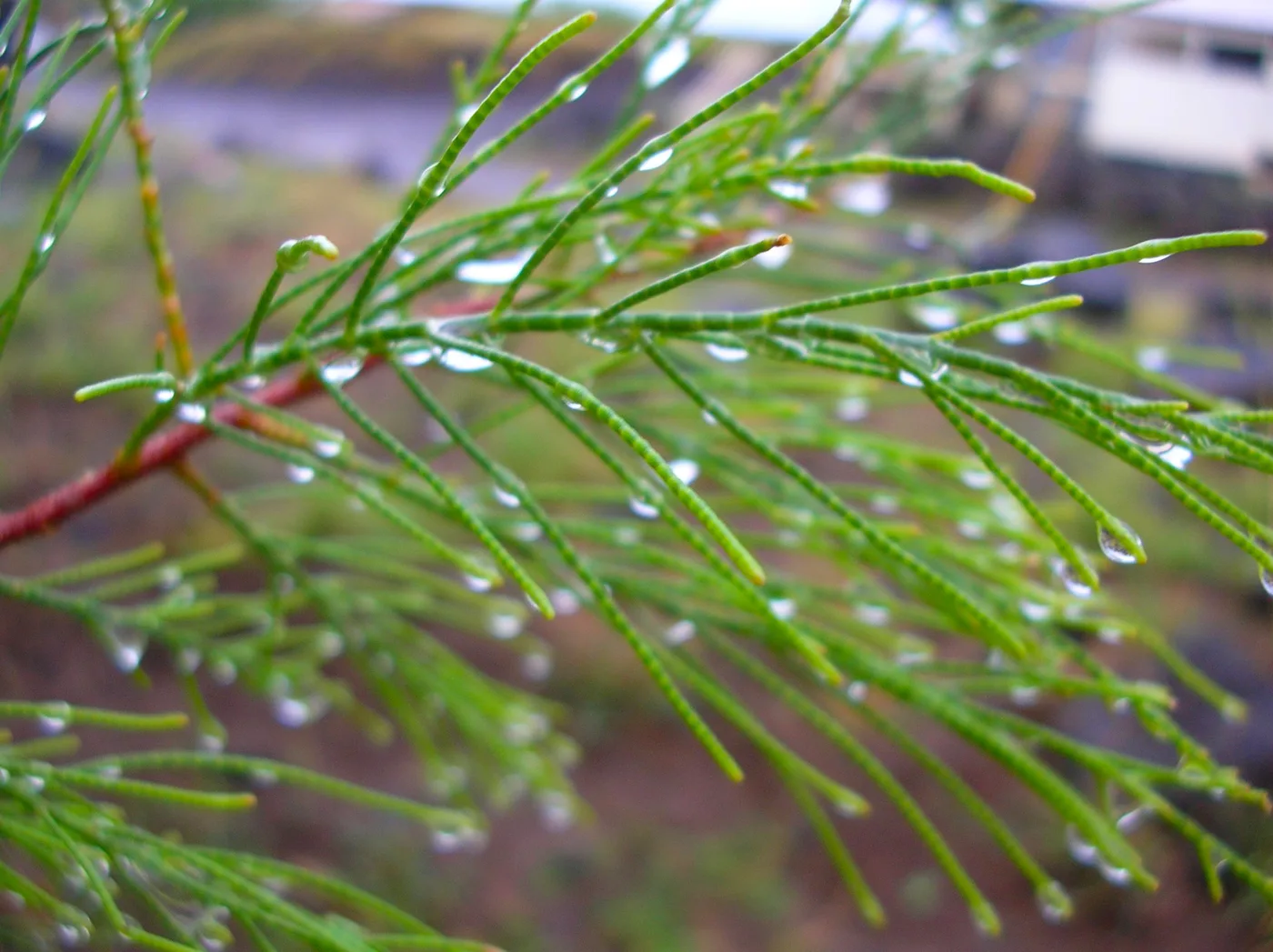 Tamarisk leaves