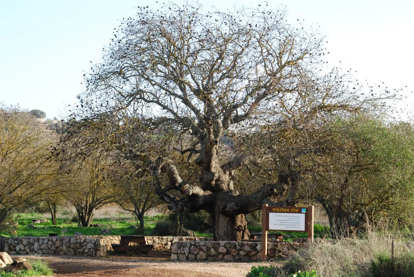 Terebinth