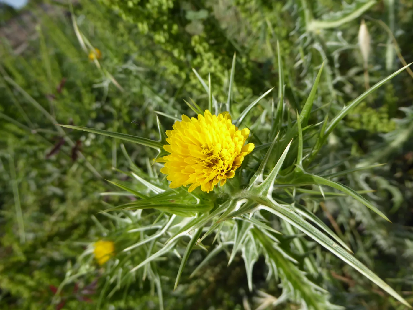 Golden thistle