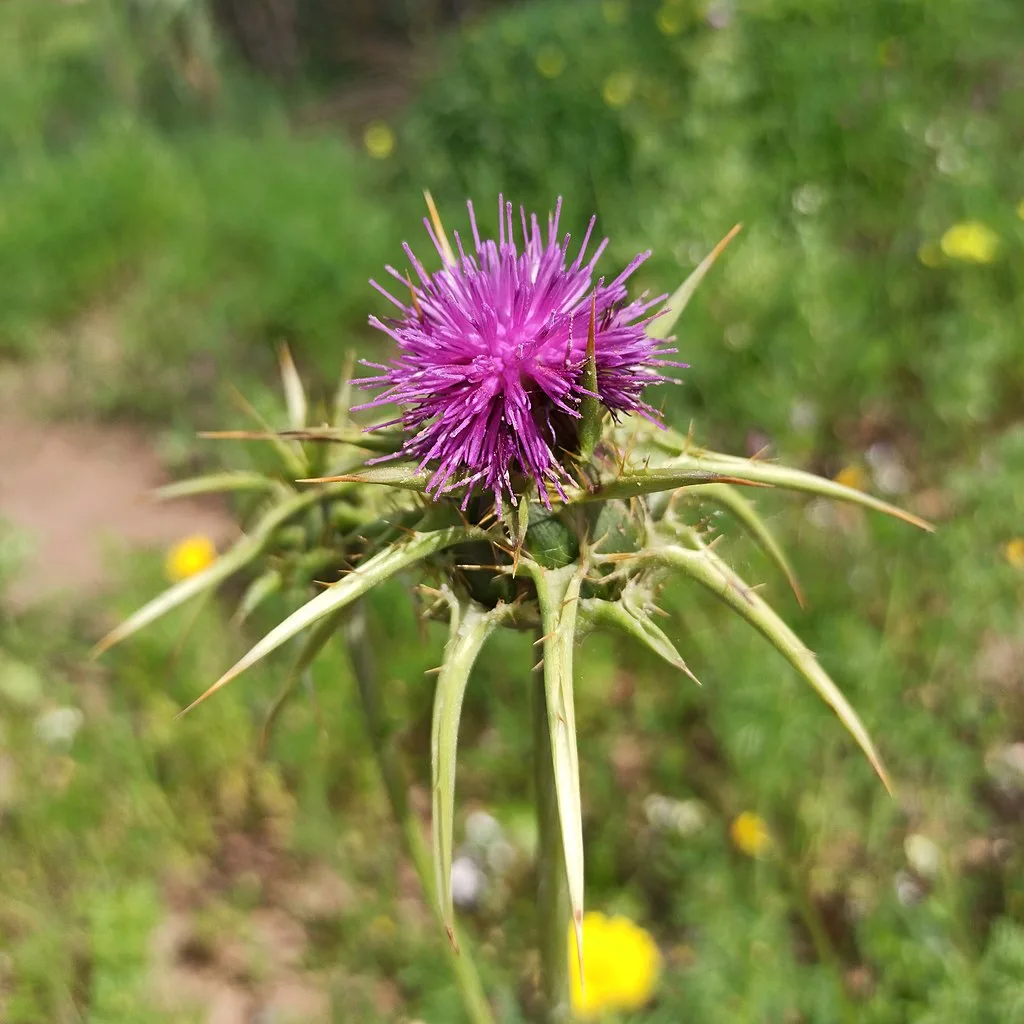 Milk thistle