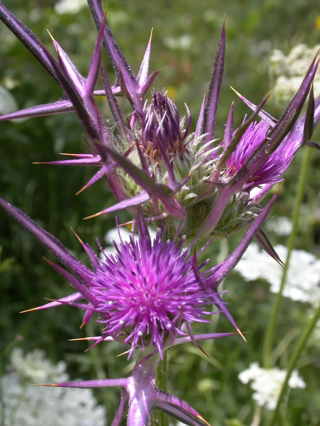 Syrian thistle