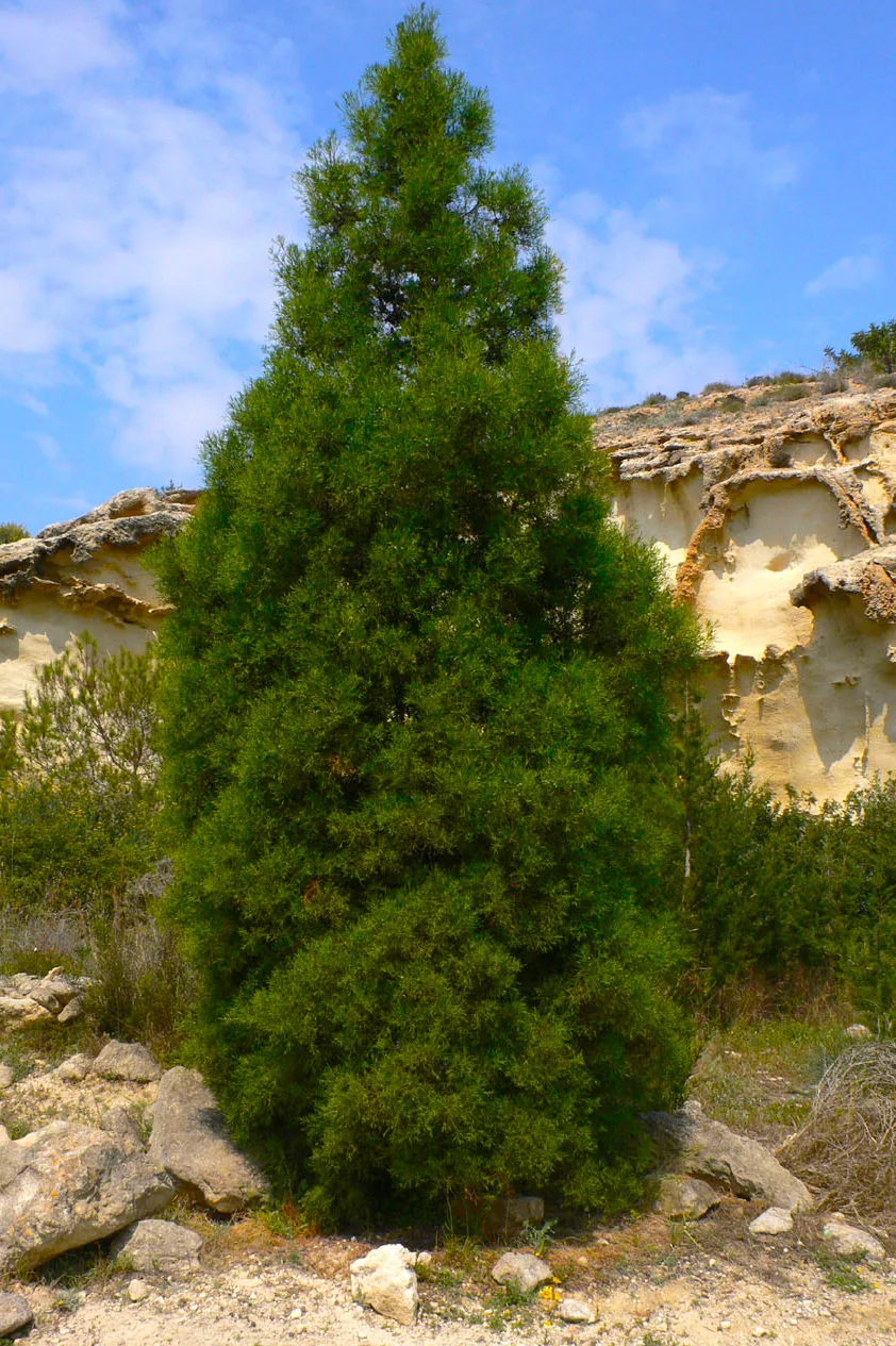 Thyine tree