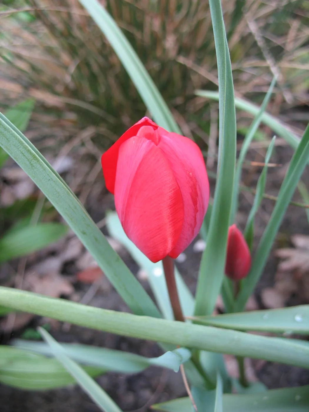 Tulip