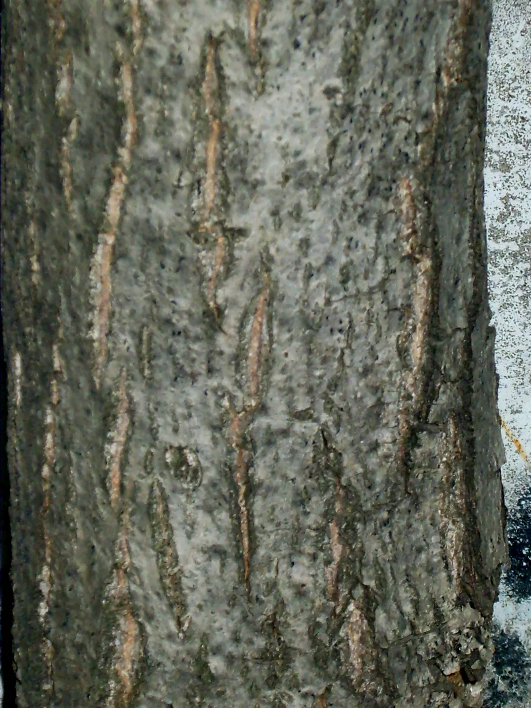 Walnut bark