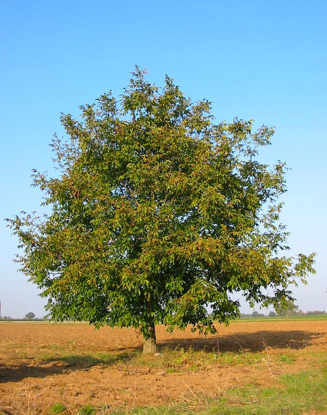 Walnut tree