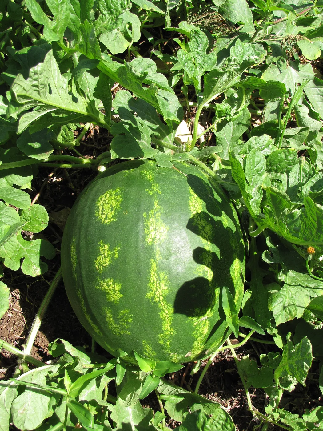 Watermelon
