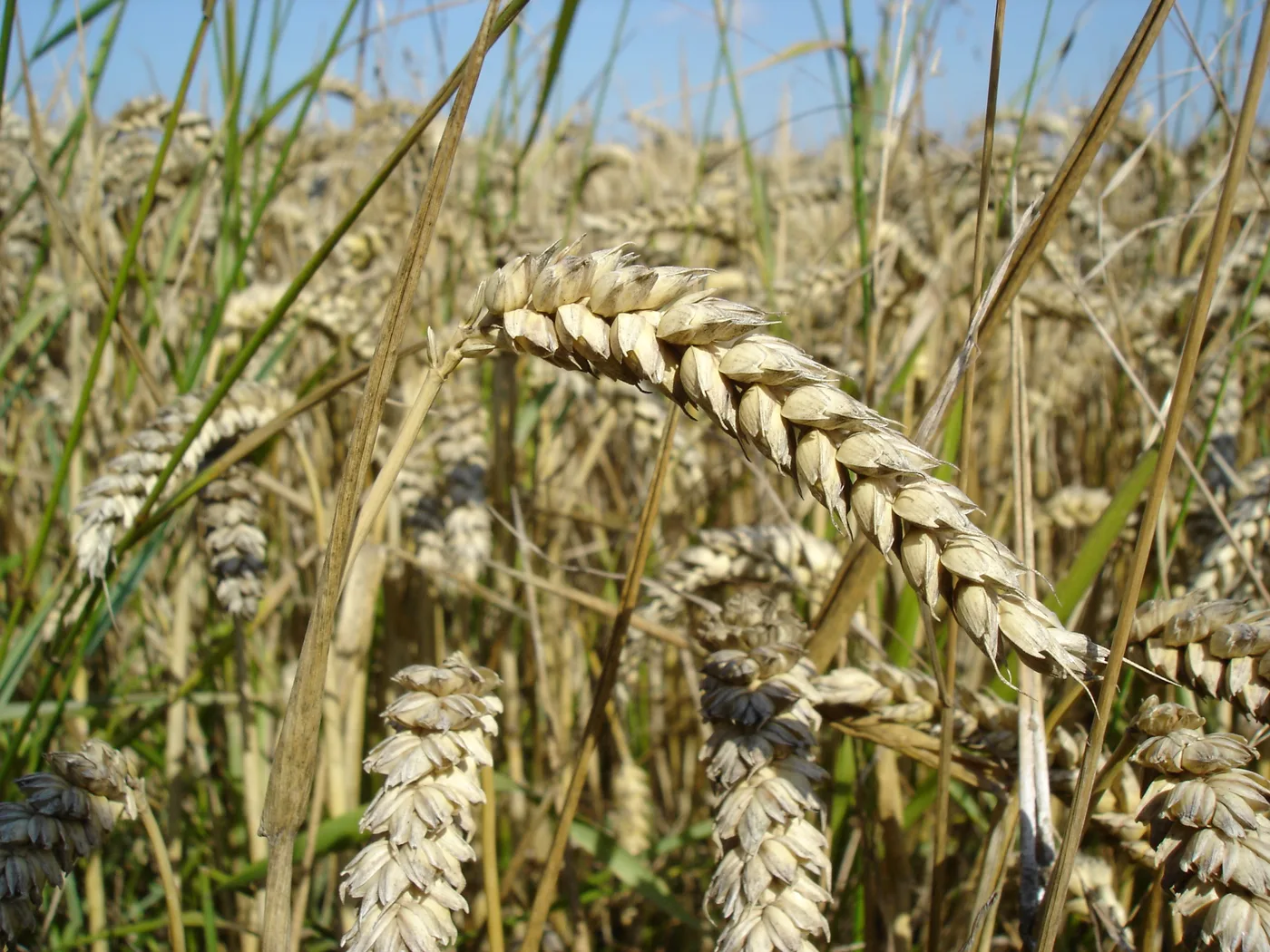 Wheat in field