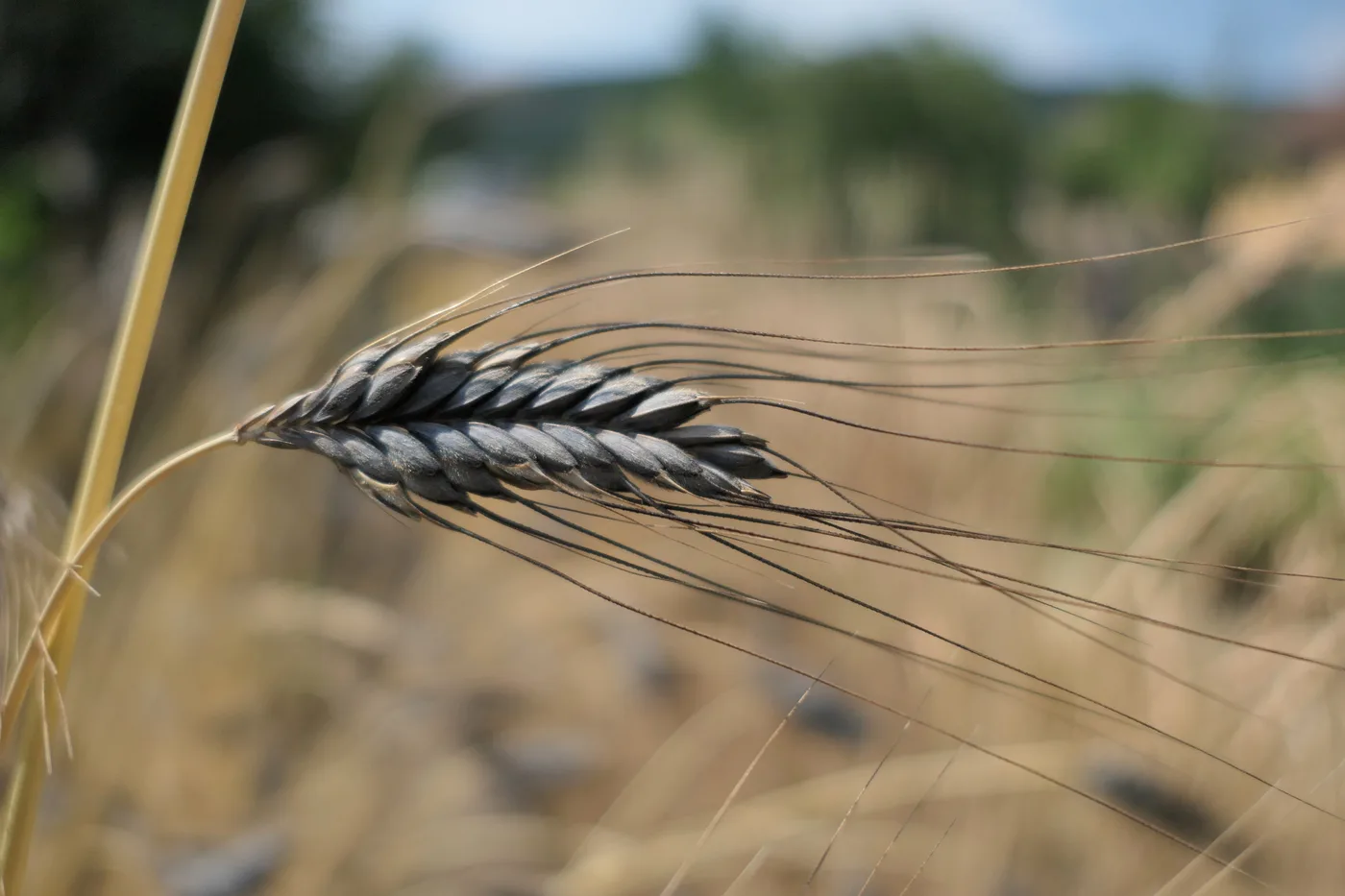 Wheat head