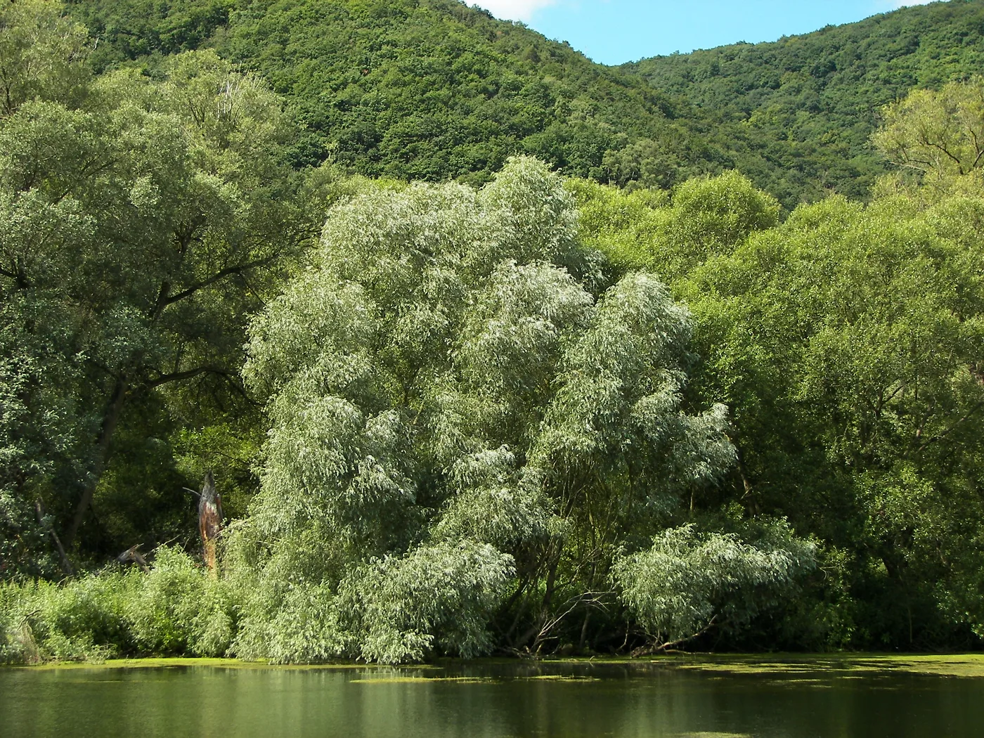 Willow tree