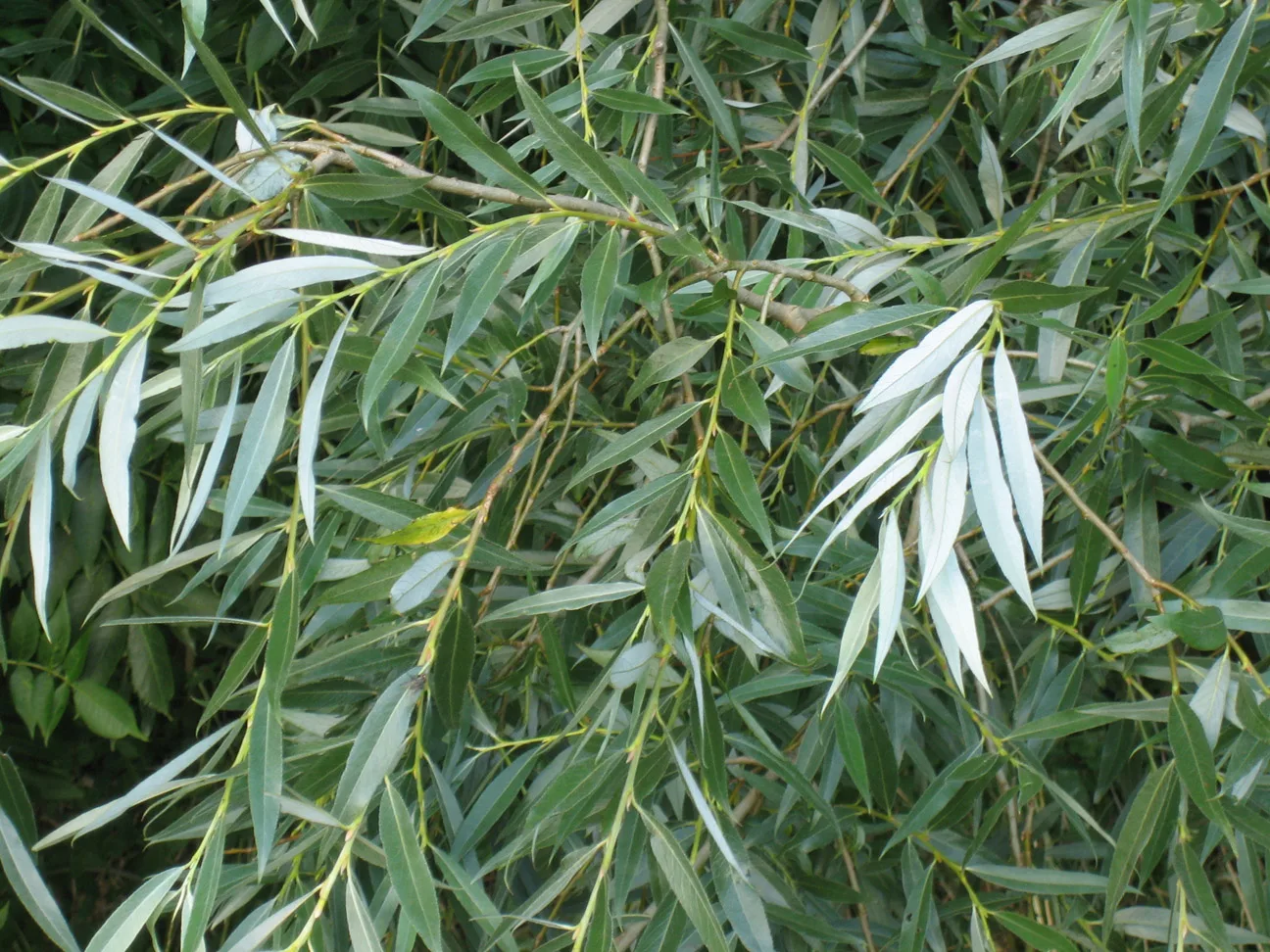 Willow leaves