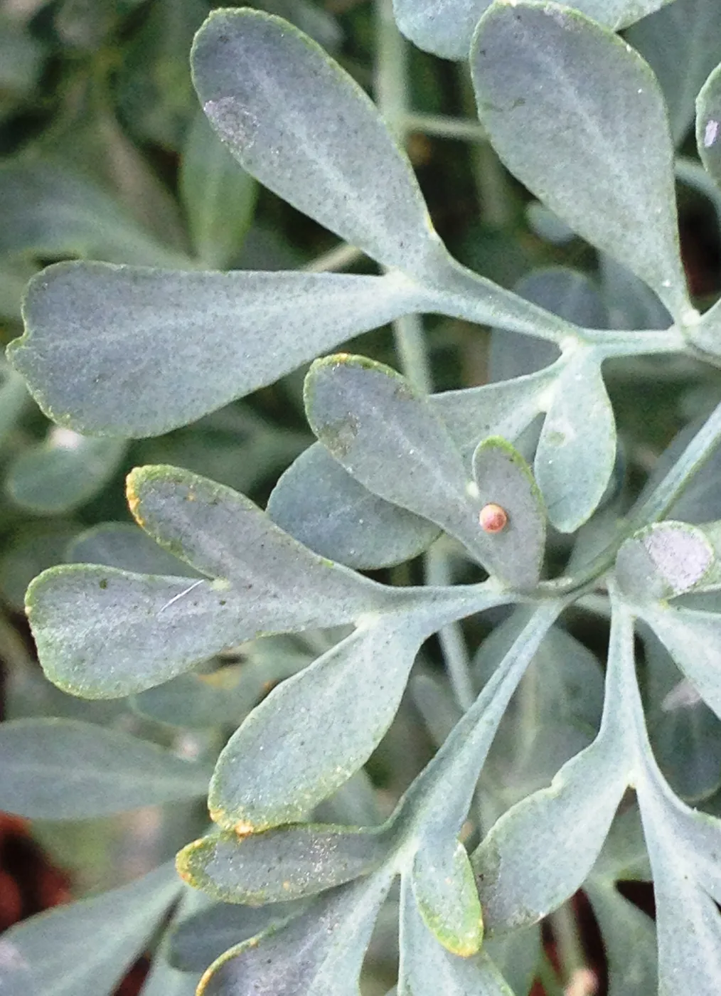 Wormwood